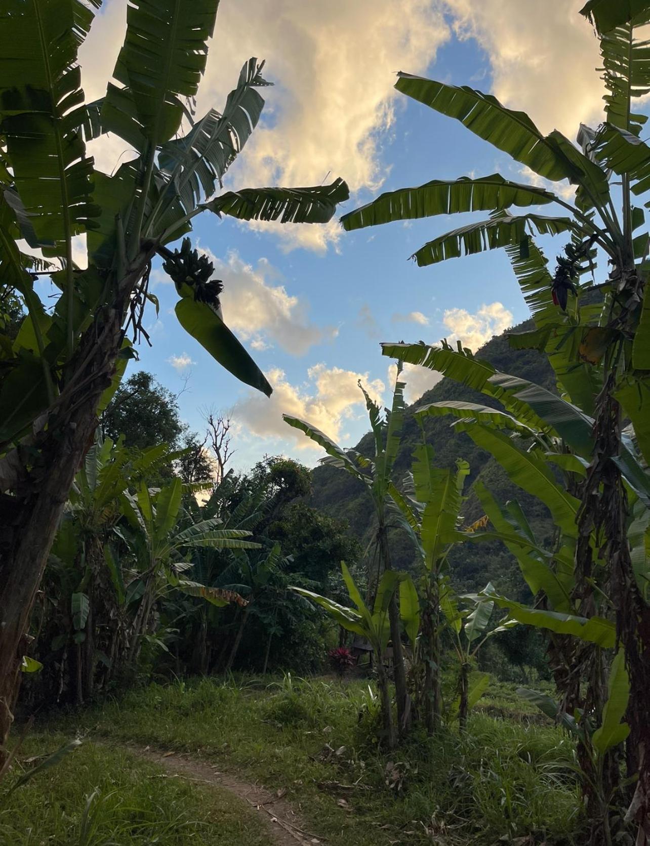 아메드 Tropical Habitat Bali 빌라 외부 사진